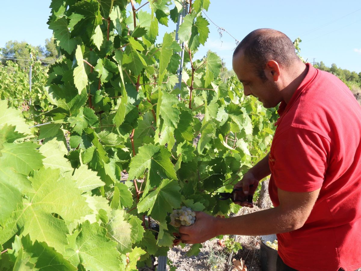 Un viticultor cull raïm d'una vinya del Mas dels Frares, del celler Costers del Priorat de la DOQ Priorat, al terme municipal del Molar.